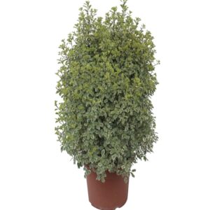 pittosporum en pot plante balcon