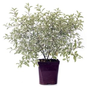 pittosporum