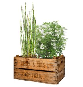 livraison plante paris equisetum choisya