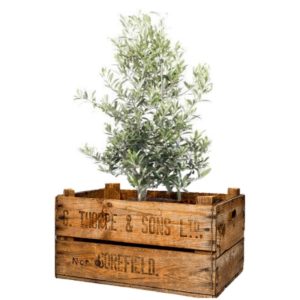 livraison plantes paris olivier