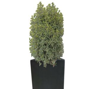 plante balcon pittosporum en pot