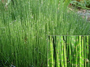 plante pour balcon