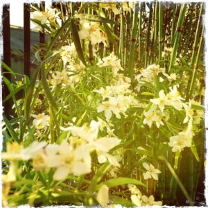 plantes pour balcon ombre