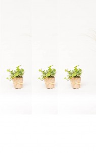 plante pour balcon