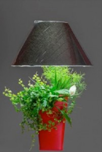 idée deco plante