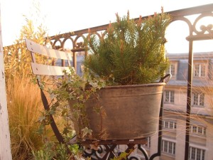 plantes en pot