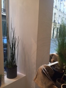 boutique de plantes paris