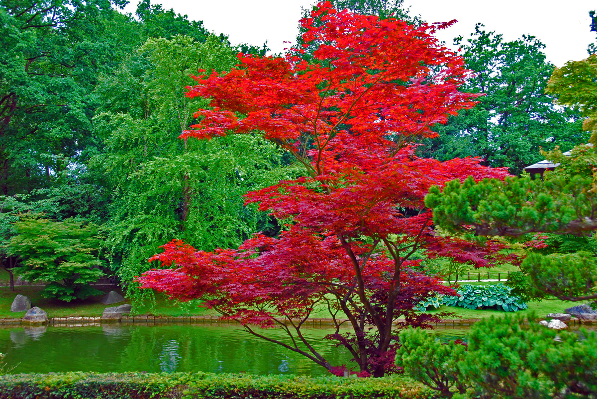 arbre pour petit jardin: érable du Japon à feuilles rouges  Arbres pour  petit jardin, Jardinière balcon, Erable du japon