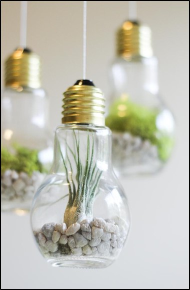 BUBBLE AIR PLANT