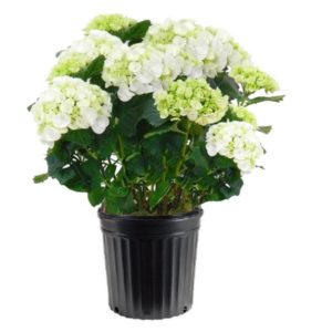 hortensia blanc