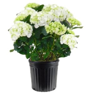 hortensia blanc