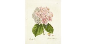 hortensia