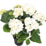 Tante Hortense
