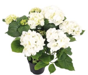 hortensia