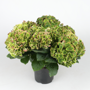 hortensia vintage