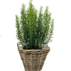 Panier Tenace
