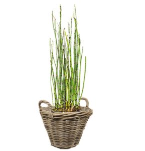 livraison plantes paris equisetum