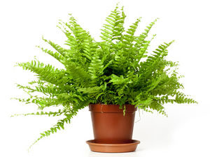 fougère persistante