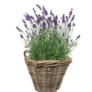 livraison plante paris