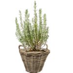 Panier Tenace G...