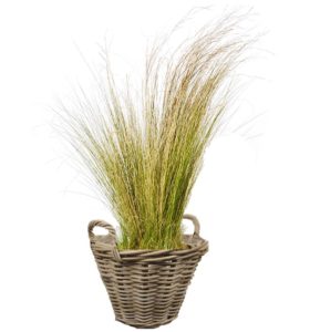 livraison plantes paris stipa