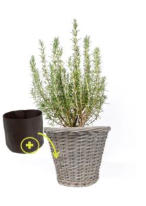 romarin osier smartpot