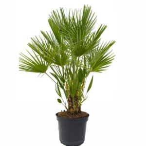 plante balcon chamareops