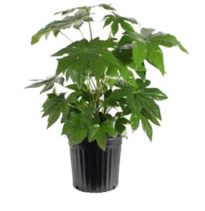 fatsia japonica