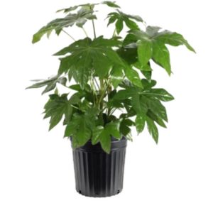 fatsia japonica