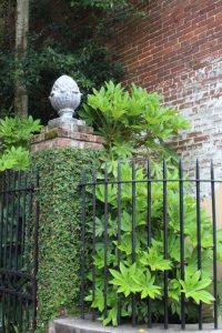 fatsia japonica