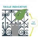 Fatsia et son s...
