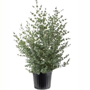 eucalyptus gunnii