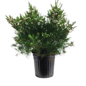 fleur de cire