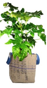 fatsia japonica bag