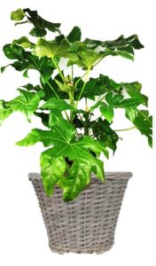 fatsia japonica