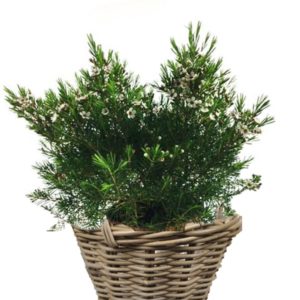 livraison plantes paris Fleur de cire de Geraldton
