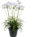 Madame Bleue
