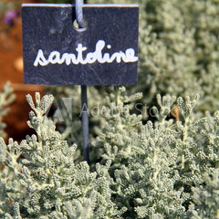 santoline
