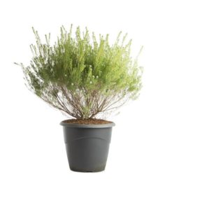 diosme hirsute