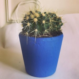 jardinerie en ligne cactus