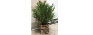 plante pour balcon