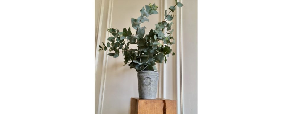 jardinerie en ligne eucalyptus