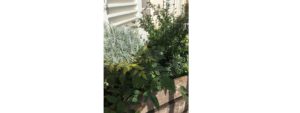 plante pour balcon