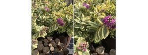 jardinerie en ligne véronique