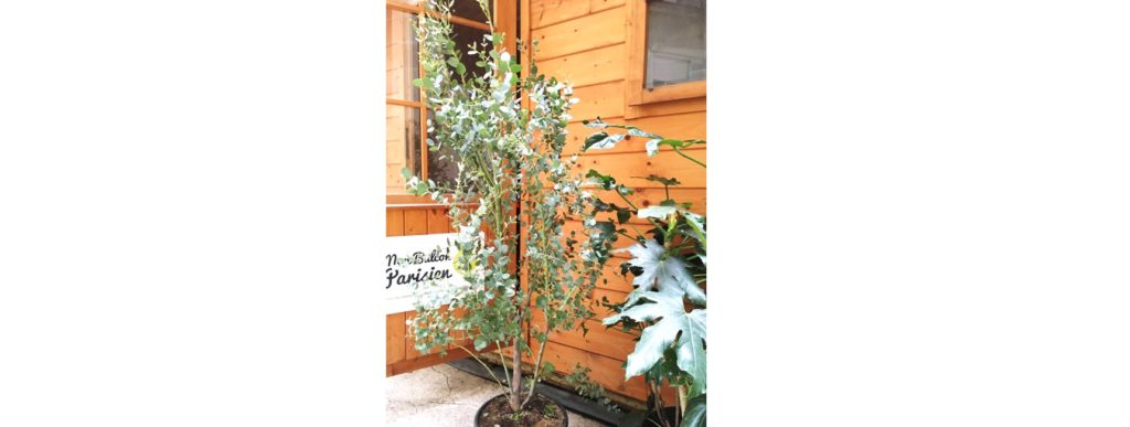 jardinerie en ligne