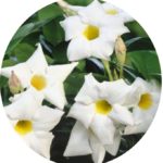 Dipladenia powe...