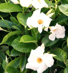 dipladenia blanc paris