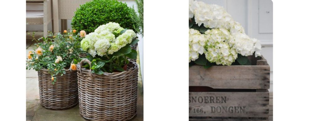 hortensia balcon paris