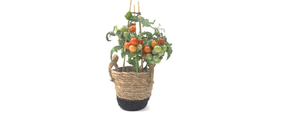 tomate cerise balcon