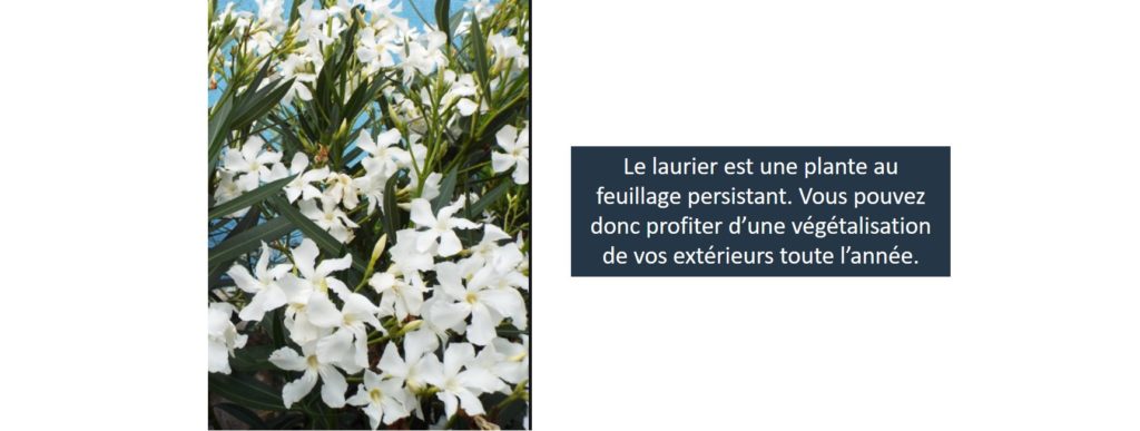 livraison plantes paris laurier